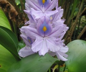 Flor de cúrcuma - Jardín Botánico del Darién. Fuente: Panoramio.com  Por: Fabio Ocampo C